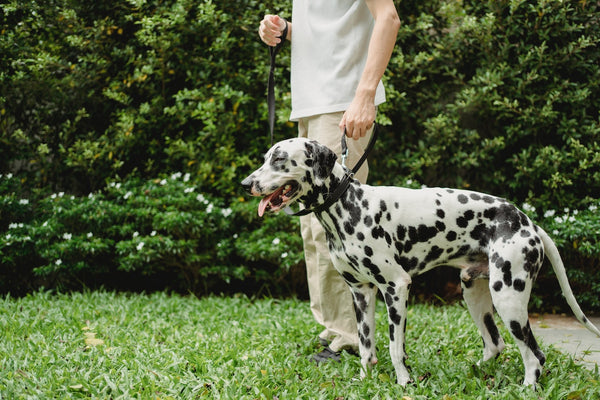 A Dalmatian dog standing next to his owner