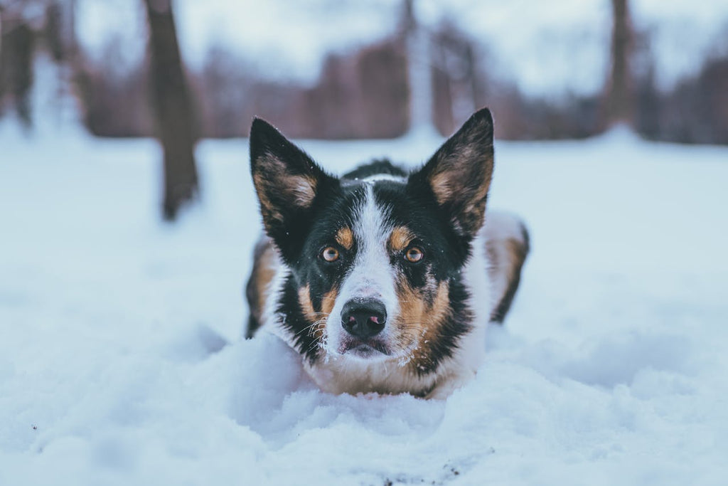 A large dog sitting in the snow