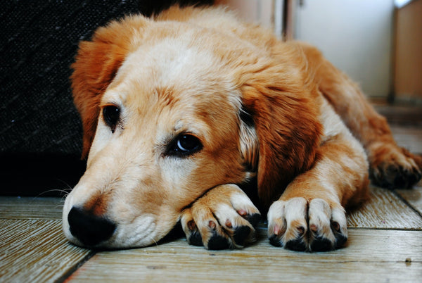 A Tan and White Dog Resting on a Wooden Floor