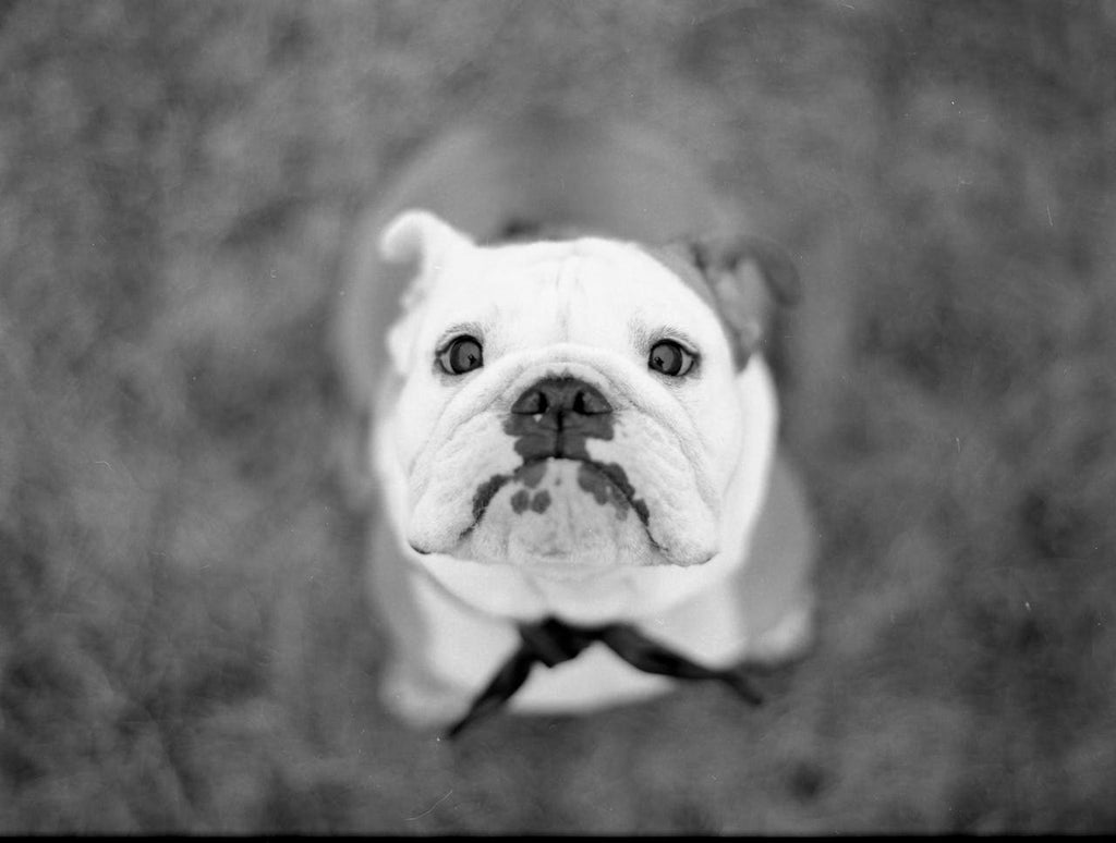 A bulldog looking up at the camera