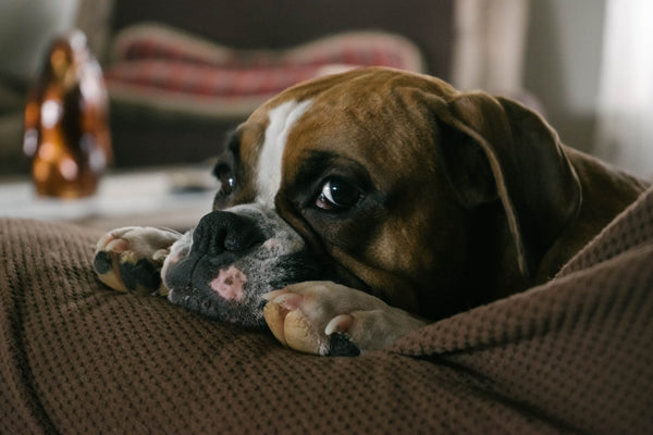 A Bulldog Chilling on a Sofa