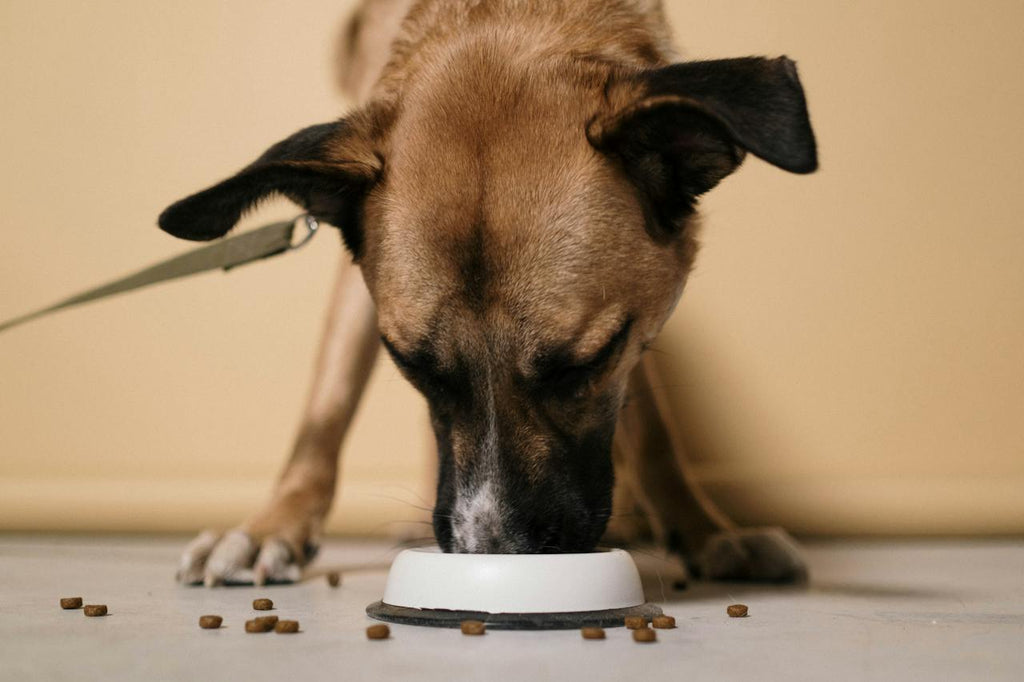 A dog eating kibbles from a white bowl