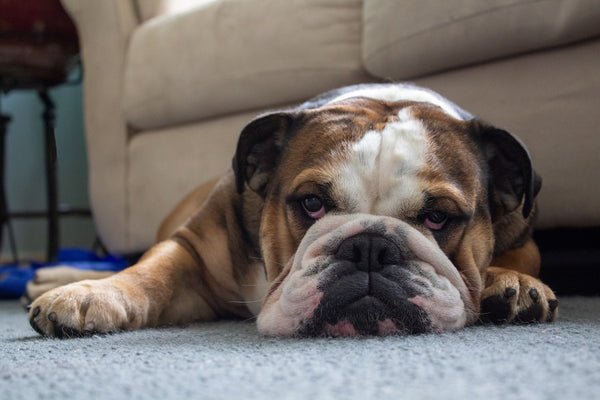 A brown and white bulldog laying down without motivation