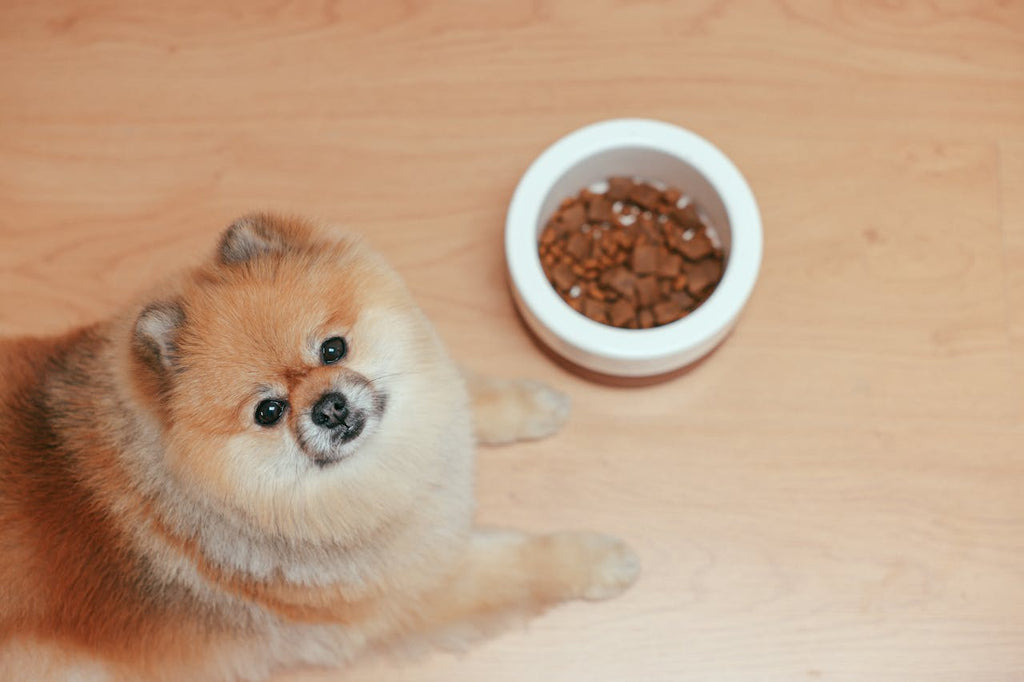 a dog and a dog bowl full of kibble