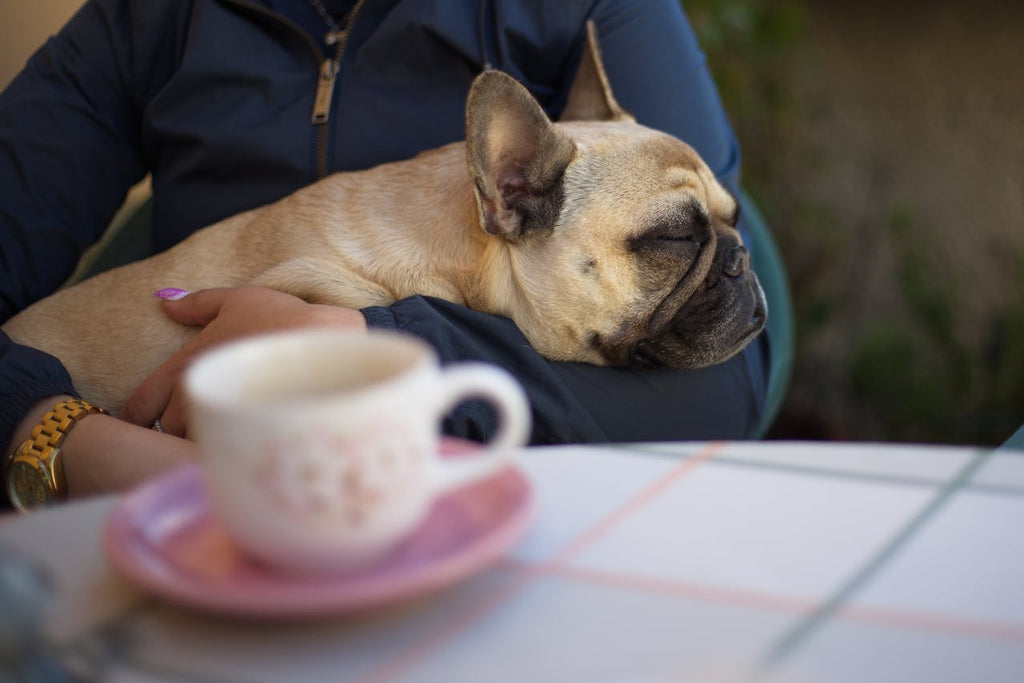 A small bulldog sitting down on a woman