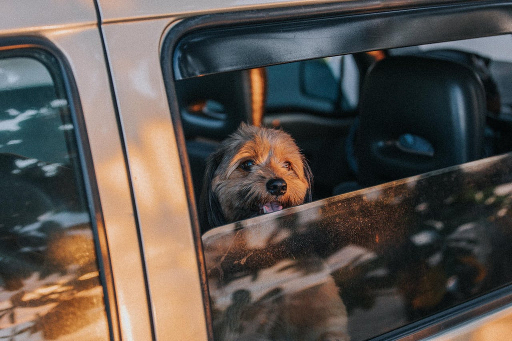 A close up of a dog inside a car