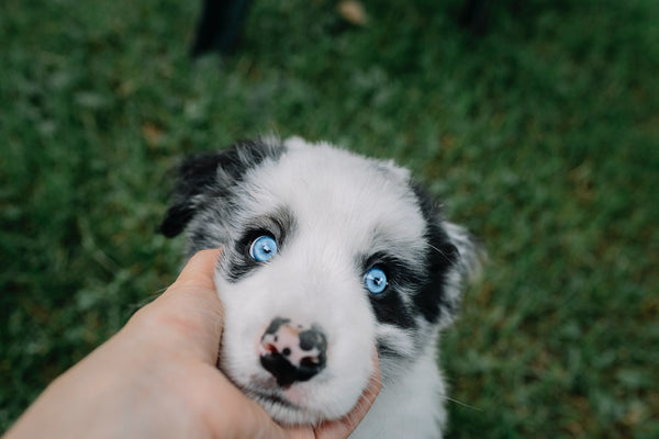 A hand holding a puppy