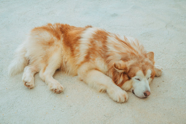 An Alaskan Malamute Dog sleeping