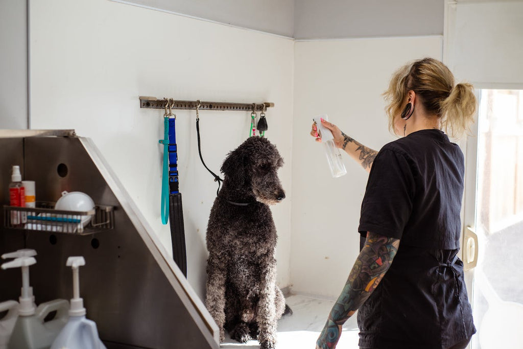 A woman washing her black poodle