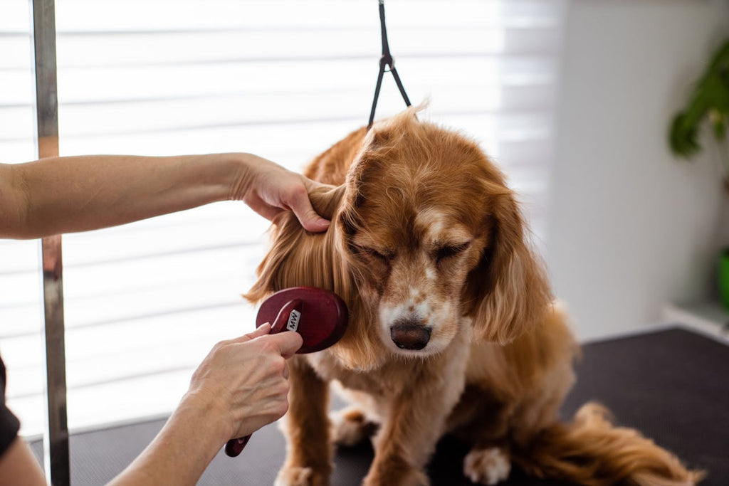 A dog being groomed with a brush
