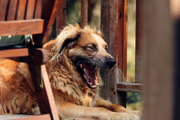 A dog yawns as it lays on the floor