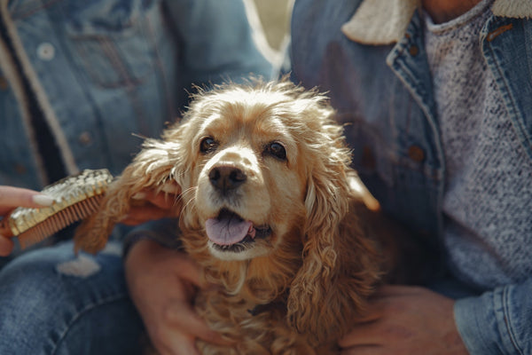 A small brown dog getting his ears brushed