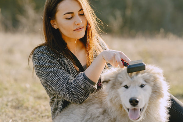 A dog getting his ears brushed