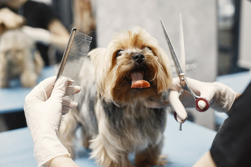 A large white dog getting groomed