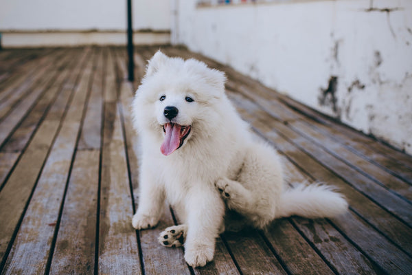 A white fluffy dog scratching himself