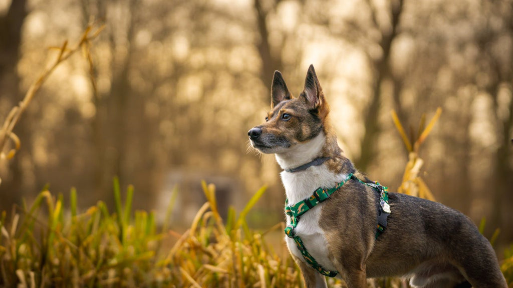 A dog sitting standing in a guardian position