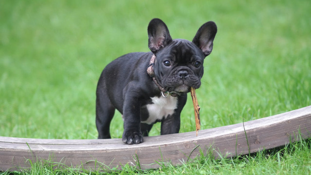 A small French Bulldog standing on a piece of wood