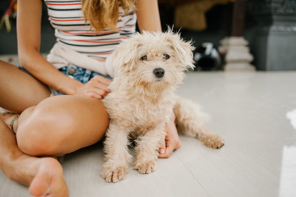 A tiny poodle sitting down next to a child