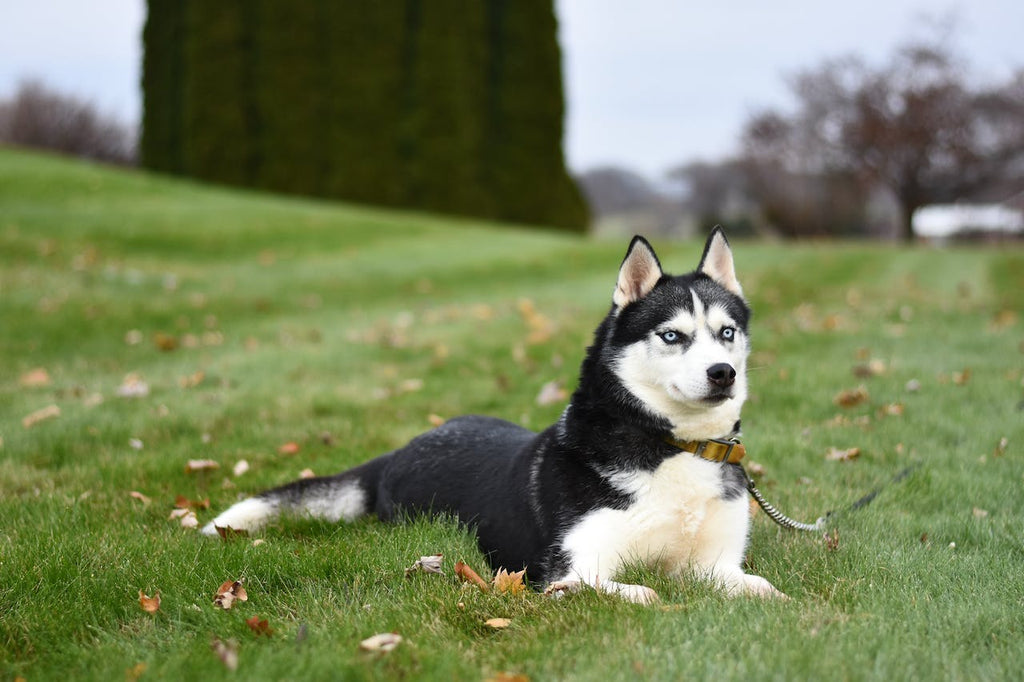 A black and white Husky Dog laying down in the grass