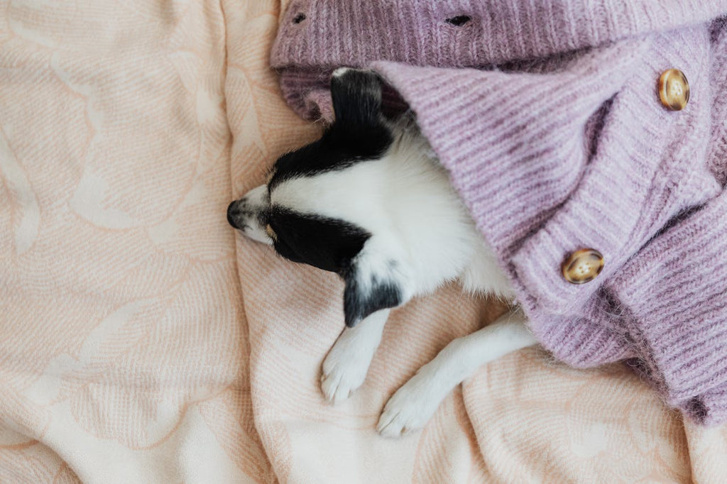 A tiny dog sleeping on a pink bed