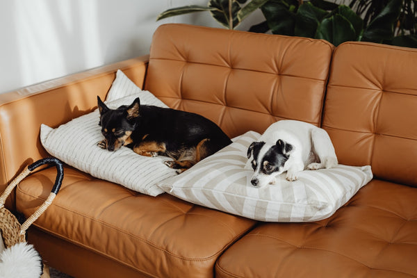 Two Dogs Sitting on Dog Pillows on a Sofa