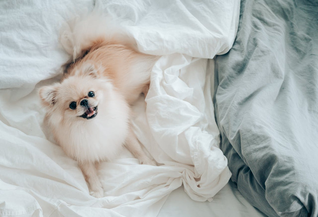 A small white Pomeranian dog lying down on a white bed