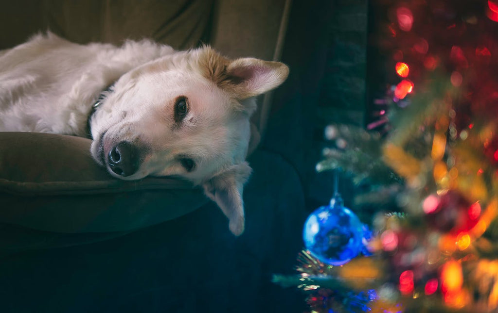 A large white dog laying down near a Christmas tree