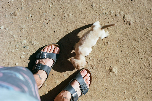 A small white dog walking between his owner's legs