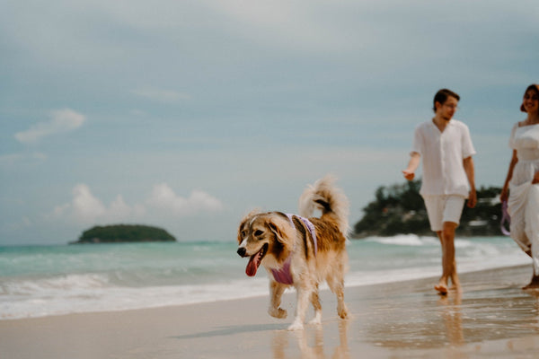 A dog goes for a run in the shallow water at a beach