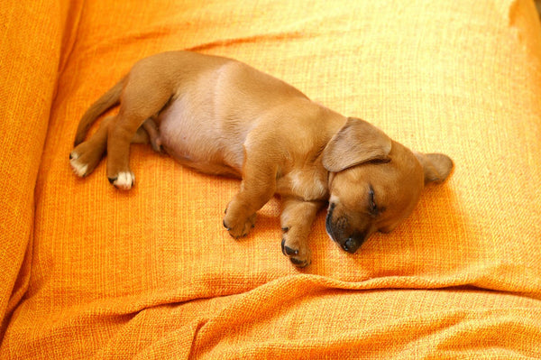 A cute dog sleeping on an orange sheet