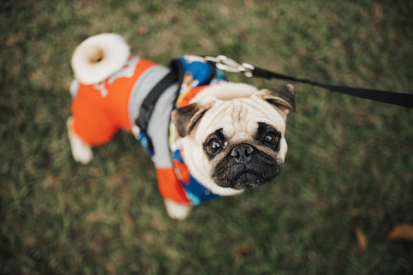 a dog dressed warmly for the cold