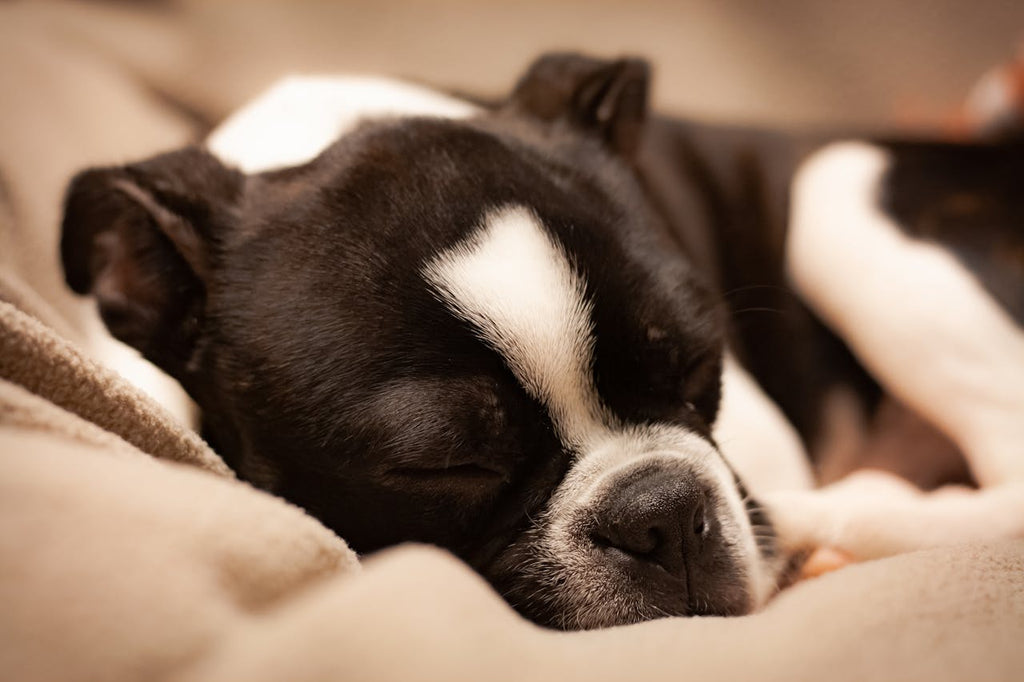 A black and white dog sleeping on a orthopedic dog bed