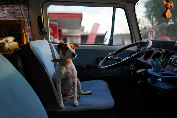 A cute spotted dog sitting inside a van