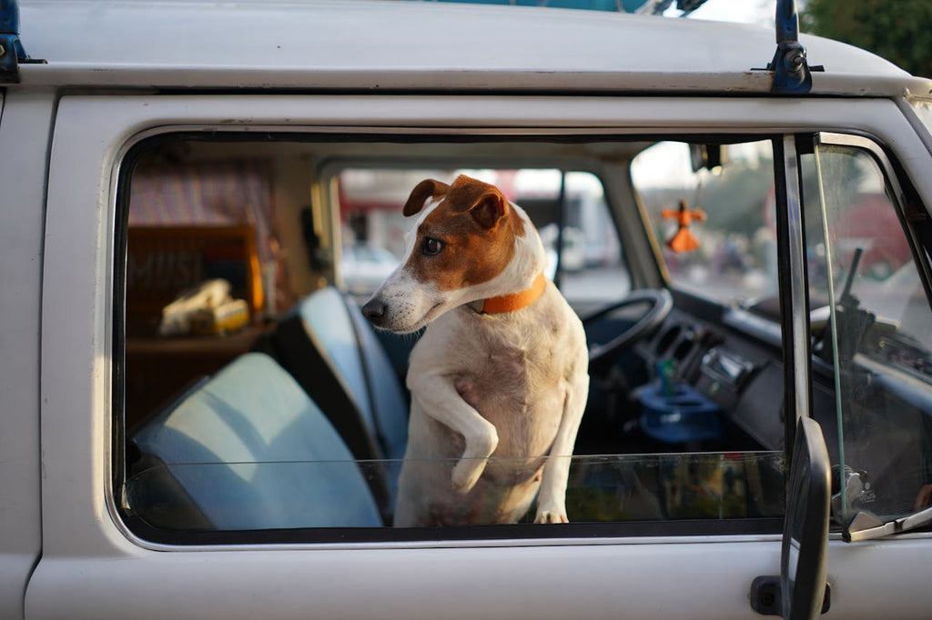 A cute dog looking out a car window