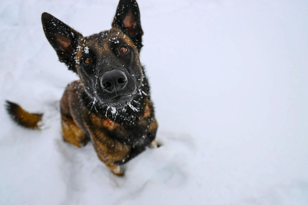 A dog playing outside in the snow