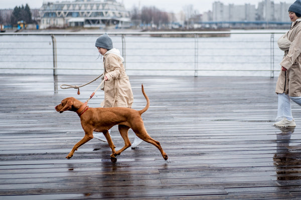 A young child walking a large dog on a leash