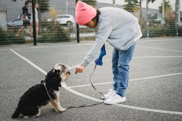 A young boy training his Yorkshire Terrier