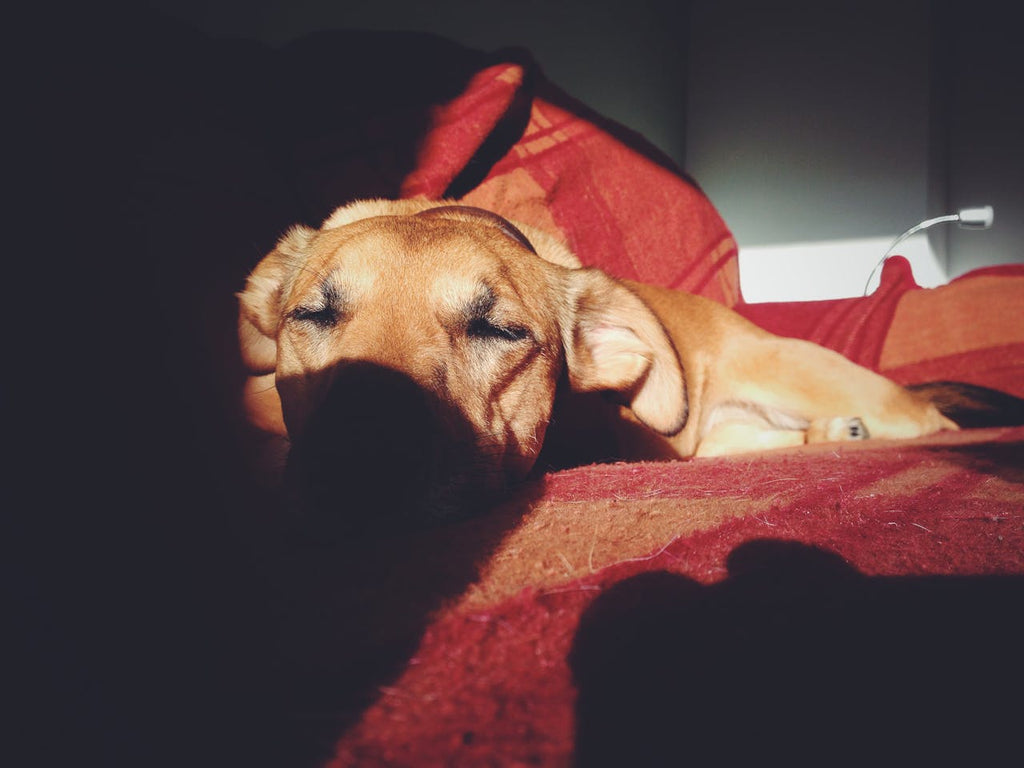 A dog sleeping on a red bed