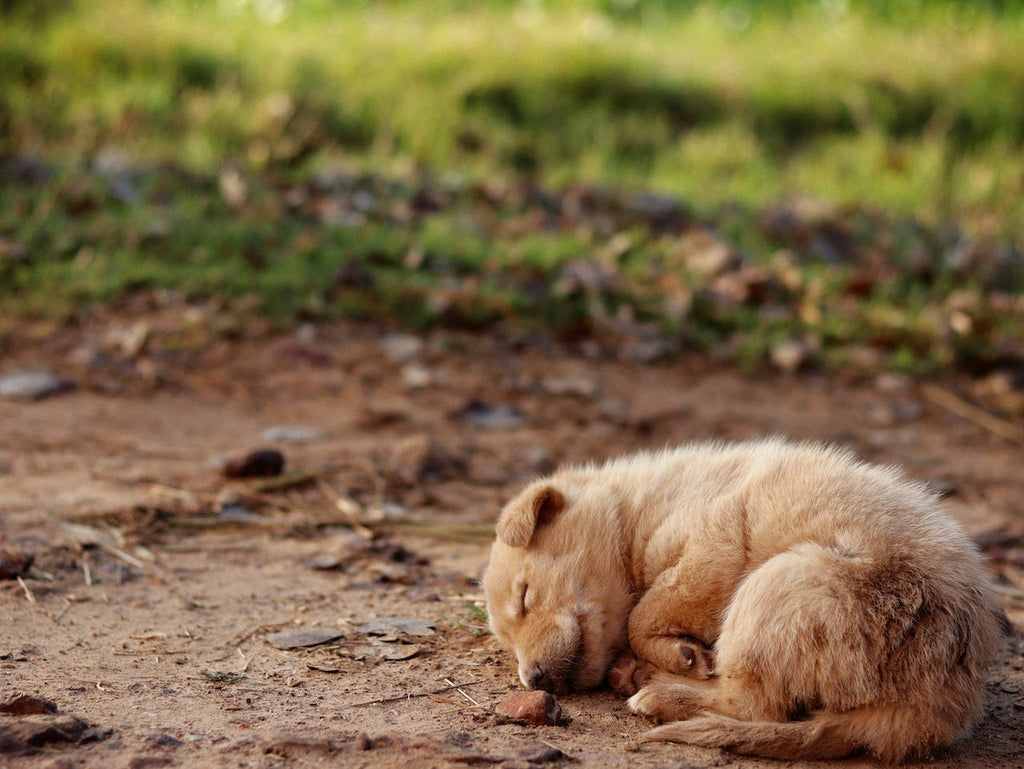 A small brown puppy curled up on the floor