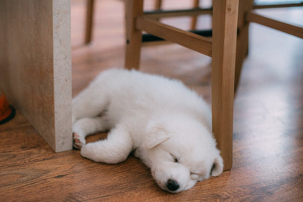 a white puppy sleeping on the floor