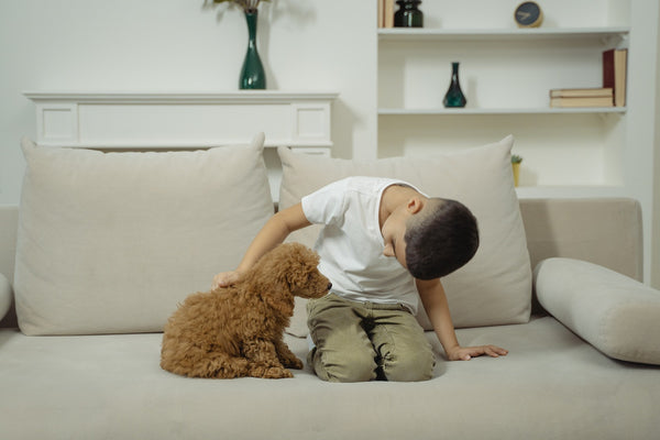 A young boy sitting down with a Goldendoodle puppy