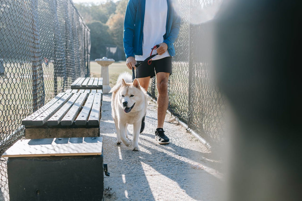 A dog walking with his owner at the park