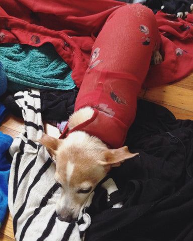 Dog stuck in shirt sleeve