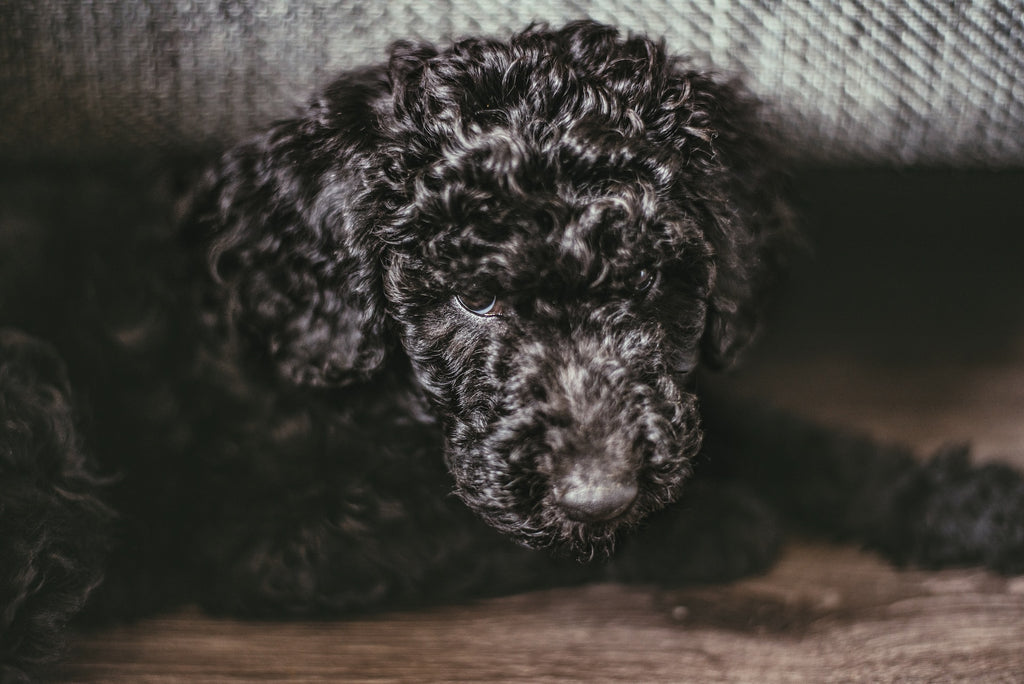 A small black dog hiding under a grey bed