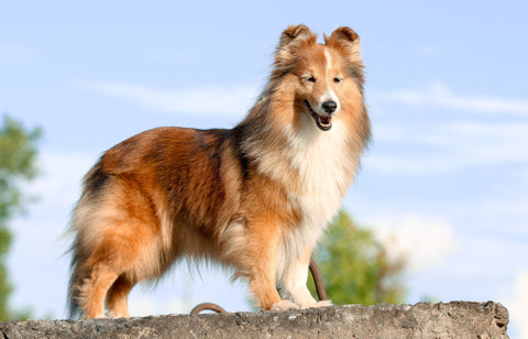 Sheltie dog