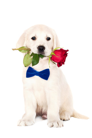 puppy with bowtie holding rose in its mouth