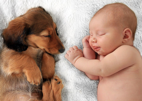 Doxie and Baby