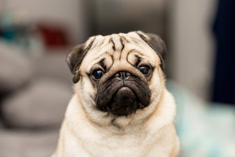 Pug dog