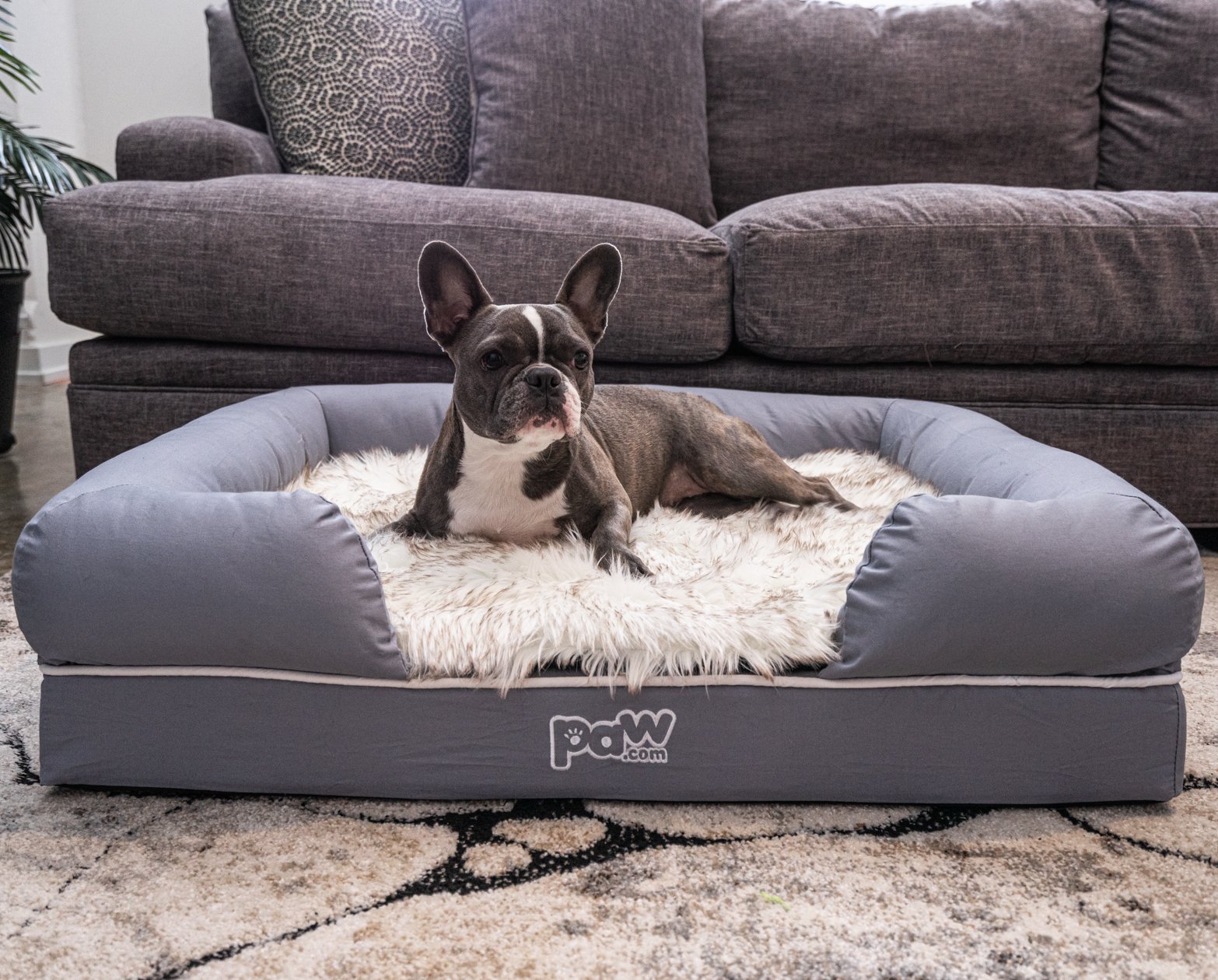 foam dog bed