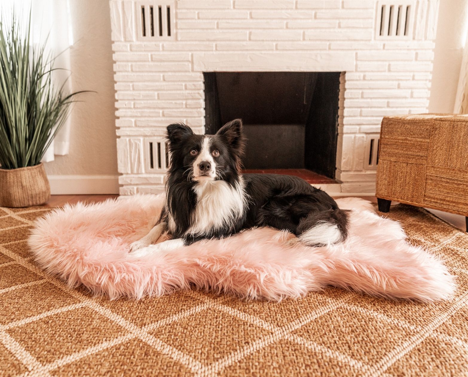 blush pink dog bed